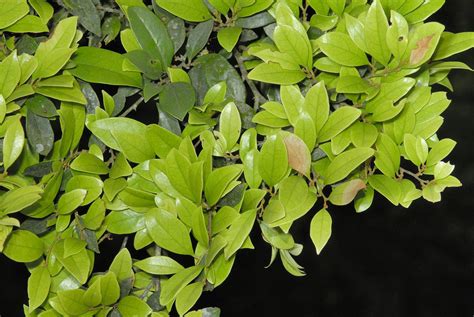 尖葉植物|福山植物園